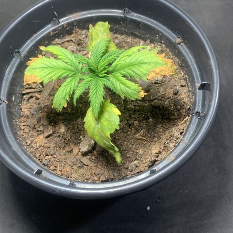 Preguiçosa  growlog photo: 🚨 