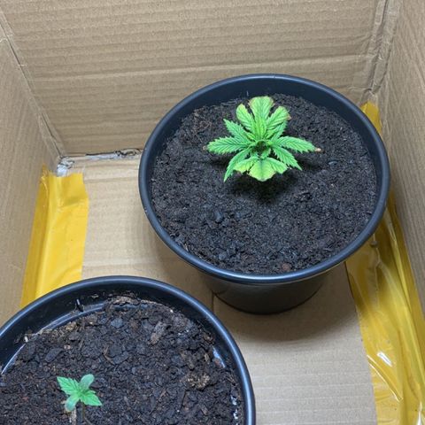 Preguiçosa  growlog photo: Tentando se recuperar 