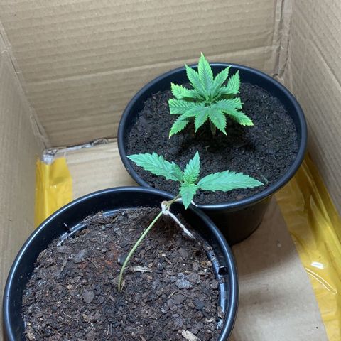 Preguiçosa  growlog photo: Recuperou 