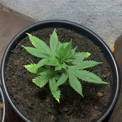 Preguiçosa  growlog timeline photo