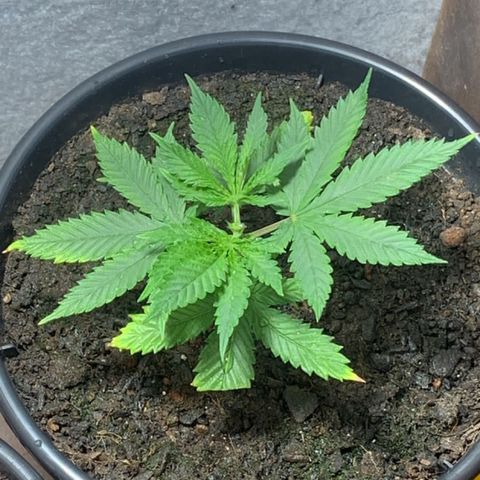 Preguiçosa  growlog timeline photo