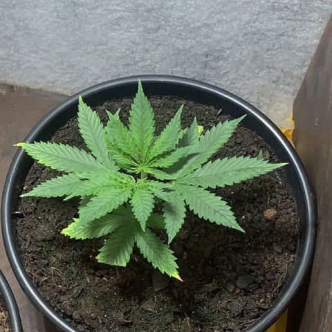 Preguiçosa  growlog timeline photo