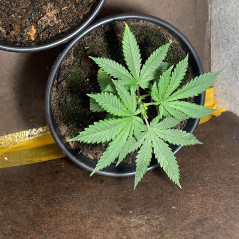 Preguiçosa  growlog timeline photo
