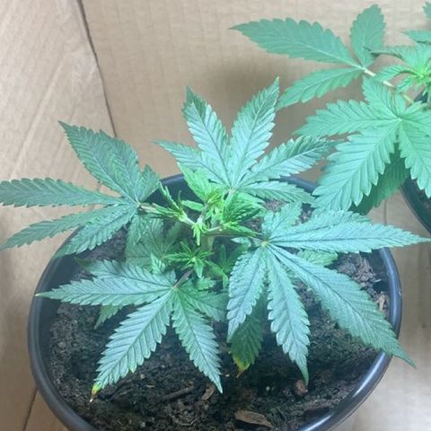 Preguiçosa  growlog photo: Recuperada 100% após o travamento e poda top 
