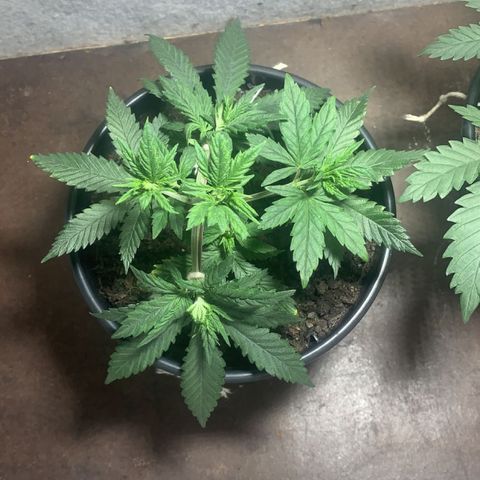 Preguiçosa  growlog timeline photo