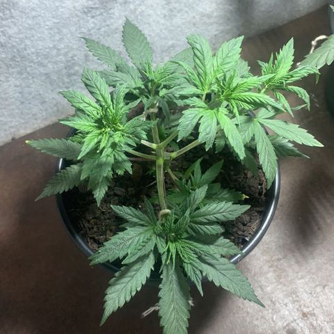 Preguiçosa  growlog timeline photo