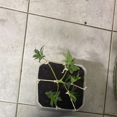 Preguiçosa  growlog photo: Dia de transplante 