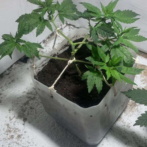 Preguiçosa  growlog photo: Ganhou vaso novo, vai disparar e se reerguer, deu uma muchada pós transplante porém acreditamos nela 🥹