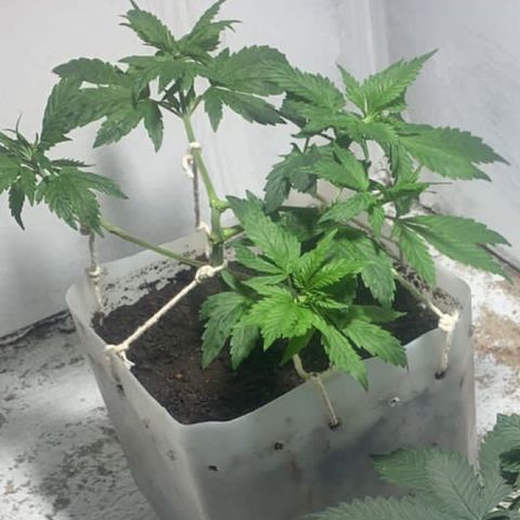 Preguiçosa  growlog timeline photo
