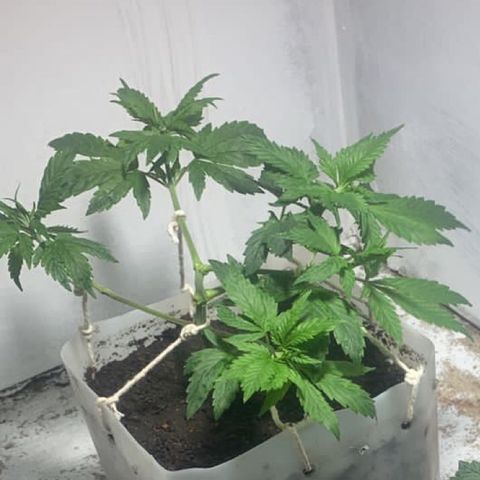 Preguiçosa  growlog timeline photo