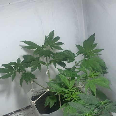 Preguiçosa  growlog timeline photo