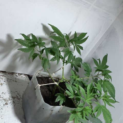 Preguiçosa  growlog timeline photo
