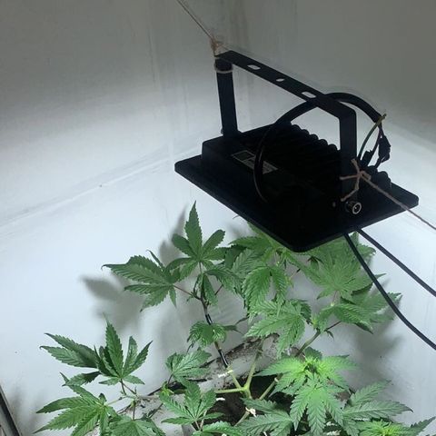 Preguiçosa  growlog photo: Bem saudável e desenvolvida, começou tímida, travou mas está devolta a todo vapor, faltam 20 dias para pré flora 