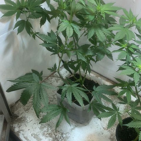 Preguiçosa  growlog timeline photo