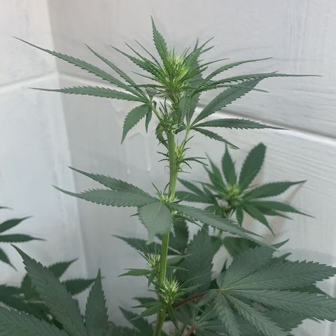 Preguiçosa  growlog photo: Linda e bela, flora iniciada, bem saudável e posturada 
