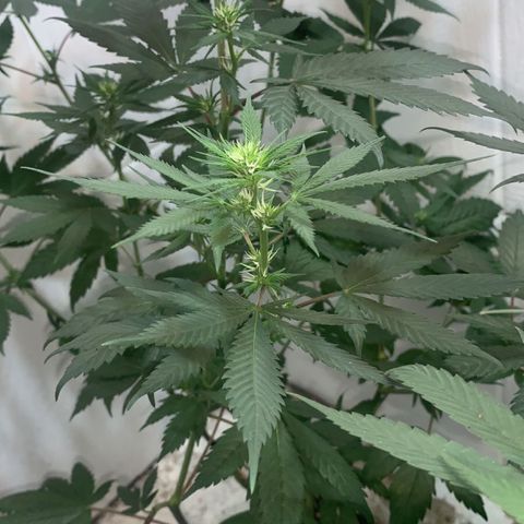 Preguiçosa  growlog photo: Linda e bela, flora iniciada, bem saudável e posturada 