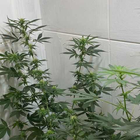 Preguiçosa  growlog photo: Floração linda, apenas umidade dando trabalho 