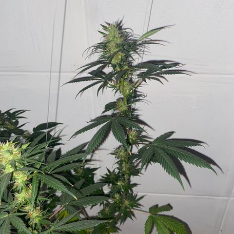 Preguiçosa  growlog timeline photo