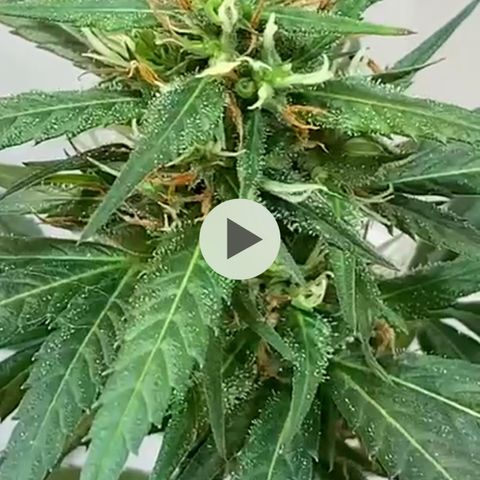 Preguiçosa  growlog photo: Dia de entrar na faca 