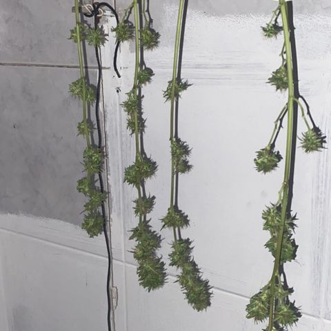 Preguiçosa  growlog photo: Início da secagem 