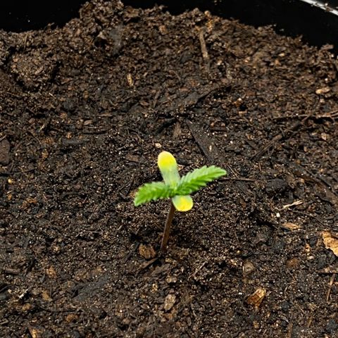 Maniva growlog timeline photo