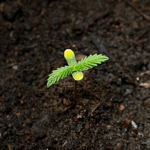 Maniva growlog timeline photo