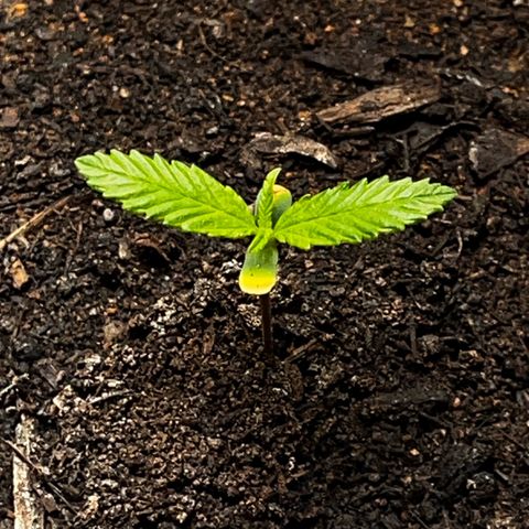 Maniva growlog timeline photo