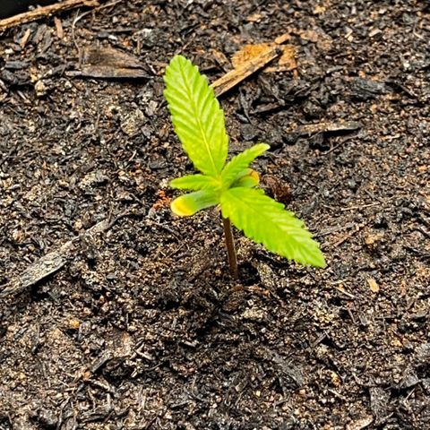 Maniva growlog timeline photo