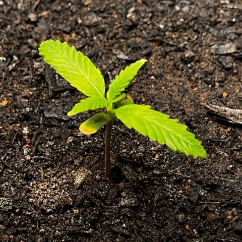 Maniva growlog timeline photo