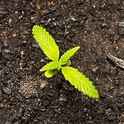 Maniva growlog timeline photo
