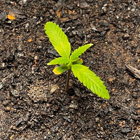 Maniva growlog timeline photo