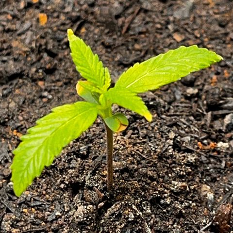 Maniva growlog photo: Ponta das folhas primárias estão amareladas. 
