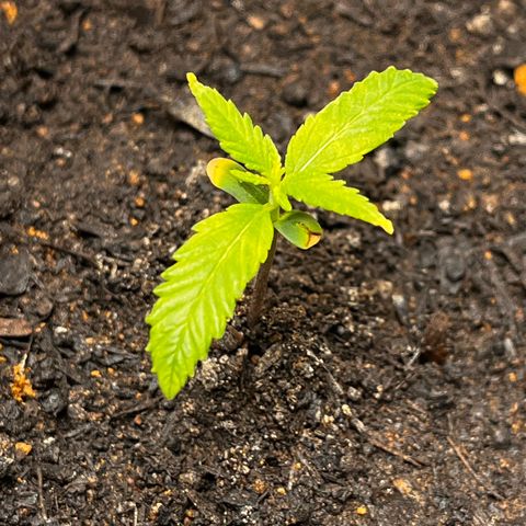 Maniva growlog photo: Ponta das folhas primárias estão amareladas. 