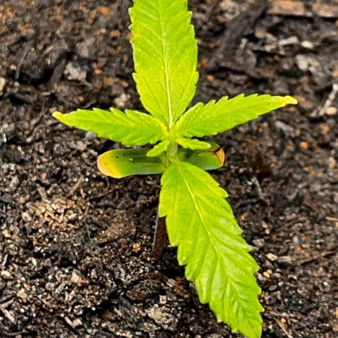 Maniva growlog photo: Ponta das folhas primárias estão amareladas. 