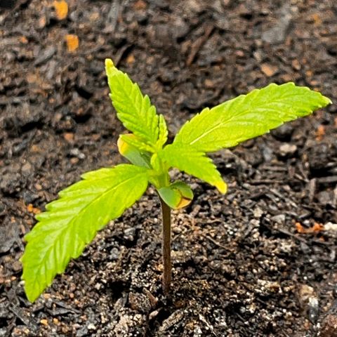 Maniva growlog photo: Ponta das folhas primárias estão amareladas. 