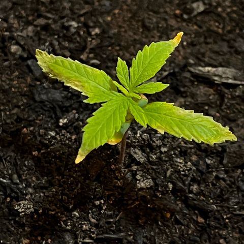Maniva growlog timeline photo