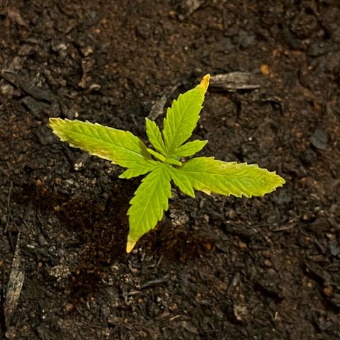 Maniva growlog timeline photo