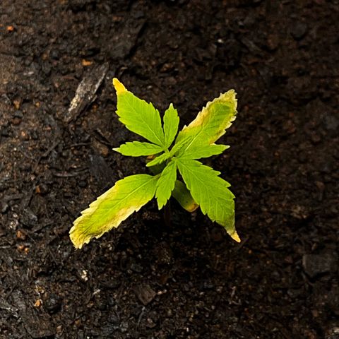 Maniva growlog timeline photo