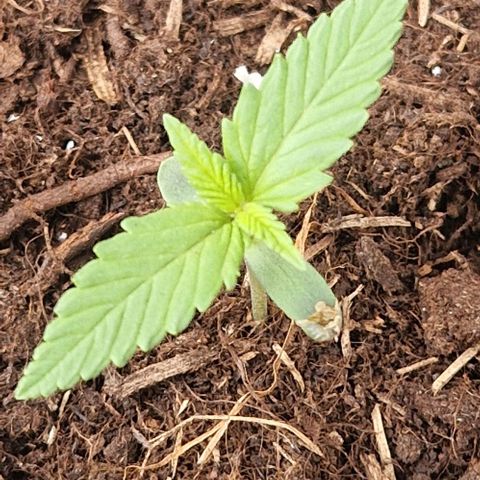 White Widow Automatic growlog timeline photo