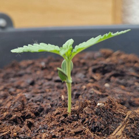 Cream Caramel Auto growlog timeline photo