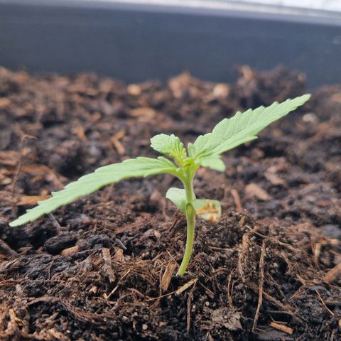 White Widow Automatic growlog timeline photo