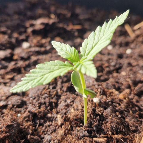 Cream Caramel Auto growlog timeline photo