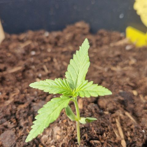 Cream Caramel Auto growlog timeline photo