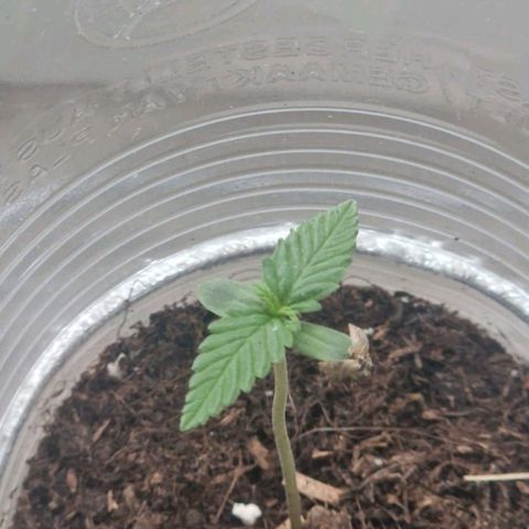 White Widow Automatic growlog timeline photo