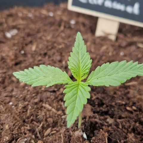 Cream Caramel Auto growlog timeline photo