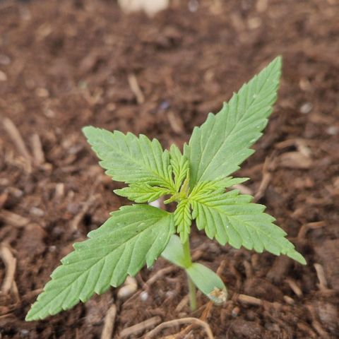 White Widow Automatic growlog timeline photo