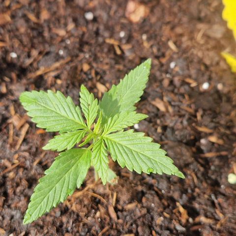 White Widow Automatic growlog timeline photo
