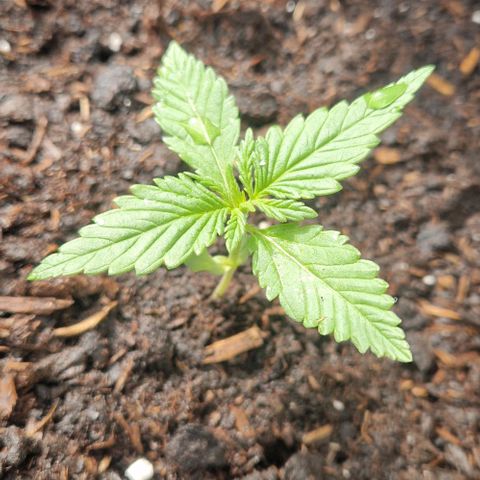 Cream Caramel Auto growlog timeline photo