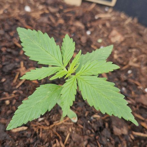 White Widow Automatic growlog timeline photo