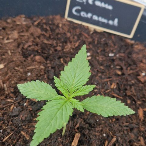 Cream Caramel Auto growlog timeline photo